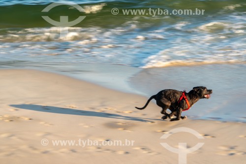 Cachorro correndo na Praia do Diabo - Rio de Janeiro - Rio de Janeiro (RJ) - Brasil