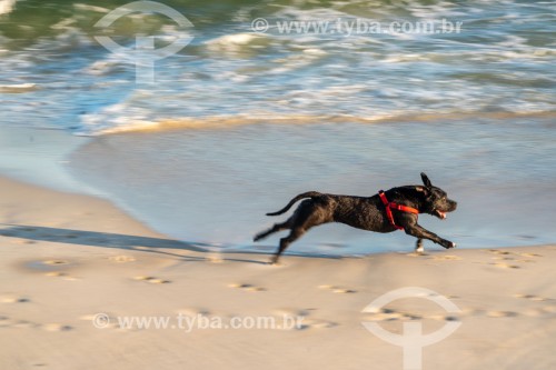 Cachorro correndo na Praia do Diabo - Rio de Janeiro - Rio de Janeiro (RJ) - Brasil