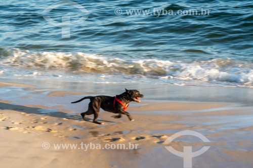 Cachorro correndo na Praia do Diabo - Rio de Janeiro - Rio de Janeiro (RJ) - Brasil