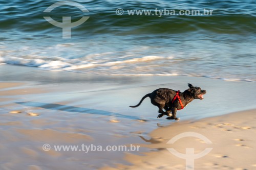 Cachorro correndo na Praia do Diabo - Rio de Janeiro - Rio de Janeiro (RJ) - Brasil