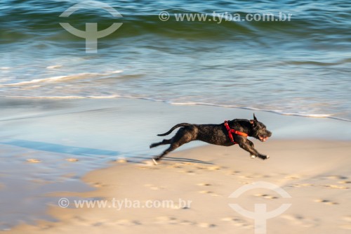 Cachorro correndo na Praia do Diabo - Rio de Janeiro - Rio de Janeiro (RJ) - Brasil