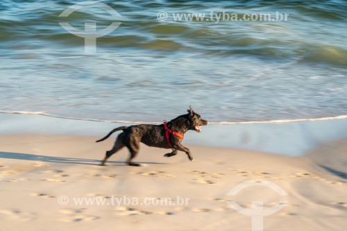 Cachorro correndo na Praia do Diabo - Rio de Janeiro - Rio de Janeiro (RJ) - Brasil