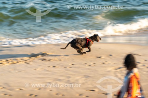 Cachorro correndo na Praia do Diabo - Rio de Janeiro - Rio de Janeiro (RJ) - Brasil