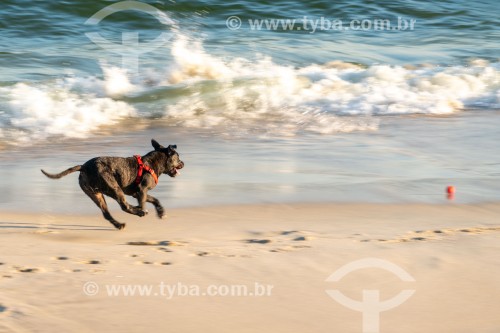 Cachorro correndo na Praia do Diabo - Rio de Janeiro - Rio de Janeiro (RJ) - Brasil