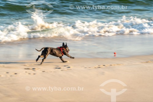 Cachorro correndo na Praia do Diabo - Rio de Janeiro - Rio de Janeiro (RJ) - Brasil