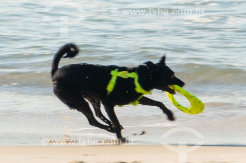 Cachorro brincando na Praia do Diabo - Rio de Janeiro - Rio de Janeiro (RJ) - Brasil
