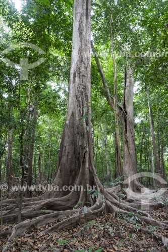 Grande árvore na floresta amazônica no período da seca - Parque Nacional de Anavilhanas  - Manaus - Amazonas (AM) - Brasil