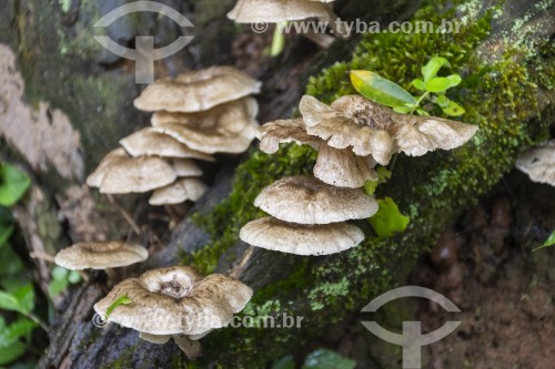 Cogumelos em tronco de árvore no Parque Nacional do Iguaçu - Fronteira entre Brasil e Argentina - Foz do Iguaçu - Paraná (PR) - Brasil