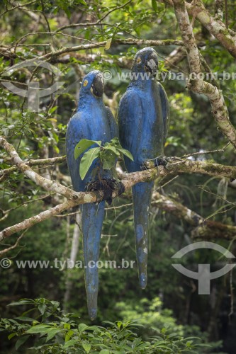 Reprodução em madeira de arara azul - Floresta da Tijuca - Rio de Janeiro - Rio de Janeiro (RJ) - Brasil