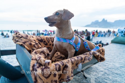 Cachorra (Mel) no calçadão da Praia do Arpoador  - Rio de Janeiro - Rio de Janeiro (RJ) - Brasil