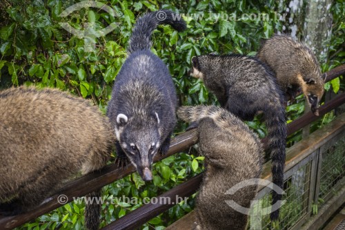 Detalhe de quatis-de-cauda-anelada (Nasua nasua) no Parque Nacional do Iguazu - Puerto Iguazú - Província de Misiones - Argentina