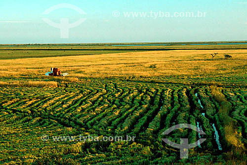  Rice collection machine at work - Rio Grande do Sul state - Brazil 