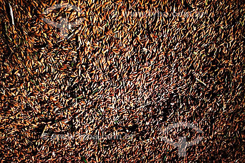  Detail of grains of rice with husks - Brazil 