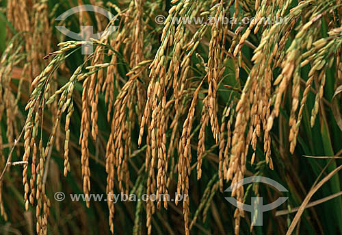  Rice plantation - Jaguarao village - Rio Grande do Sul state - Brazil 