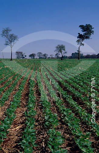  Bean plantation - Guaira city - Sao Paulo state - Brazil 