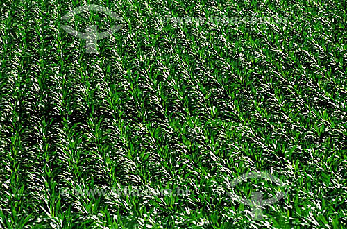  Corn field - Pinhao village - Parana state - Brazil 