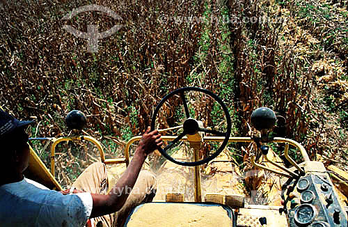  Detail of worker operating corn harvesting machine - Parana state - Brazil 