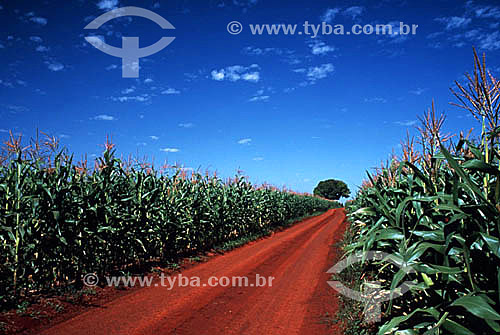  Dirt road cutting through a corn field - Ibipora village - Minas Gerais state - Brazil 