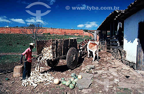  Worker removing ears of corn from an ox cart - Minas Gerais state - Brazil 