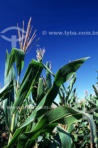  Corn field - Mato Grosso do Sul state - Brazil 