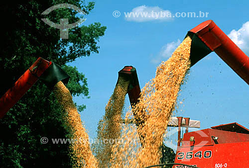  Corn collection machines at work - Matao village - Sao Paulo state - Brazil 