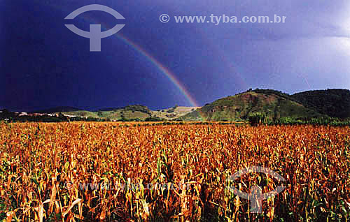  Corn plantation with rainbow in the background - Bras Pires village - Minas Gerais state - Brazil 