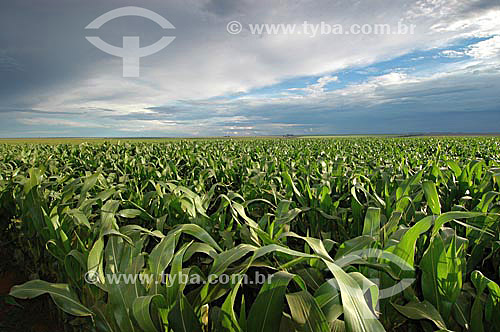  Corn plantation, near the Emas National Park* - Goias state - Brazil *The park is a UNESCO World Heritage Site since 12-16-2001. 