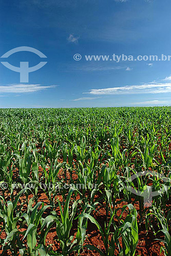  Corn plantation, near the Emas National Park* - Goias state - Brazil *The park is a UNESCO World Heritage Site since 12-16-2001. 