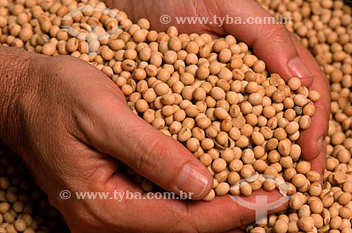  Detail of hands holding soy beans - Embrapa - West Zone - Rio de Janeiro state - Brazil 