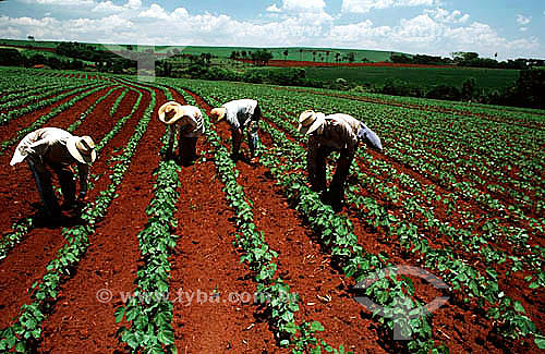  Workers manually cultivating soybeans 