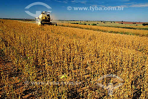  Agriculture - Mechanical cultivation of a soybean plantation -  Barretos city - Sao Paulo state - Brazil  