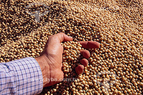  Detail of a hand holding soybeans 
