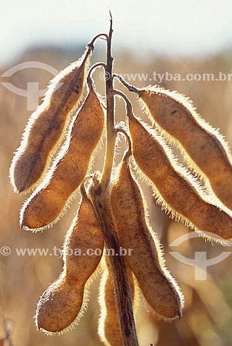  Dried soybean pods - Itiquira - Mato Grosso state - Brazil 