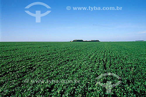  Soybean plantation - Itiquira - Mato Grosso state - Brazil 