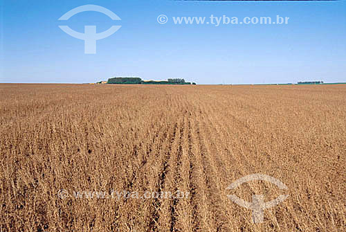  Soybean plantation, dried beans - Itiquira - Mato Grosso state - Brazil 