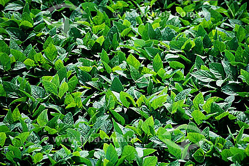  Detail of leaves on soybean plantation - Itiquira city - Mato Grosso state - Brazil 
