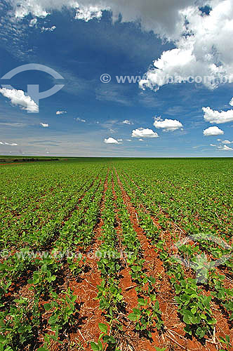  Agriculture - Soybean field next to 