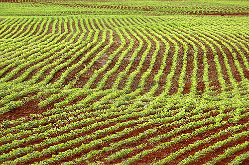  Agriculture - Soybean field next to 