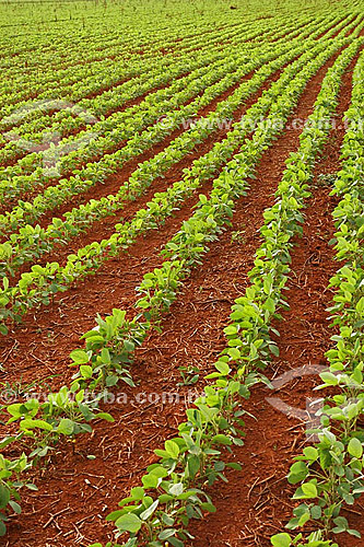  Soy plantation, near the Emas National Park* - Goias state - Brazil *The park is a UNESCO World Heritage Site since 12-16-2001. 