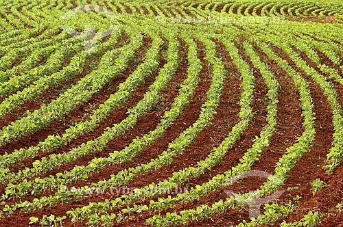  Soy plantation, near the Emas National Park* - Goias state - Brazil *The park is a UNESCO World Heritage Site since 12-16-2001. 