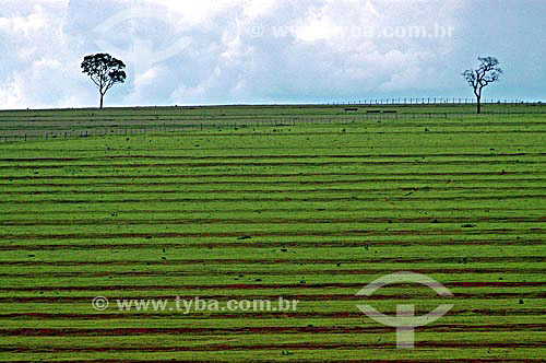  Soy plantation, near the Emas National Park* - Goias state - Brazil *The park is a UNESCO World Heritage Site since 12-16-2001. 