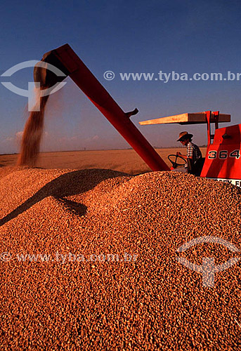  Wheat collection machine at work - Guaira city - Sao Paulo state - Brazil 