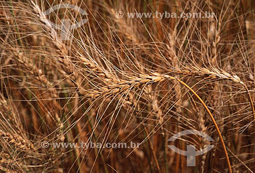  Dried wheat in the husk - Brazil 