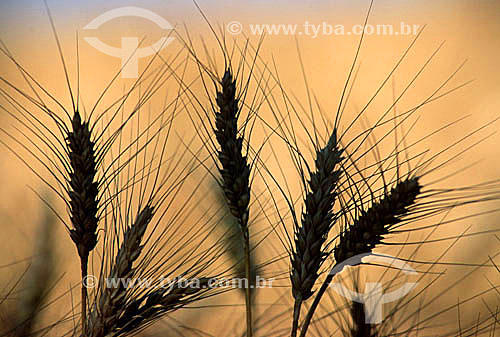  Silhouette of wheat in the husk - Brazil  