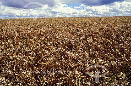  Wheat plantation - Brazil  