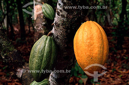 Green and ripening cocoa fruits hanging on tree - Amazonas state - Brazil 
