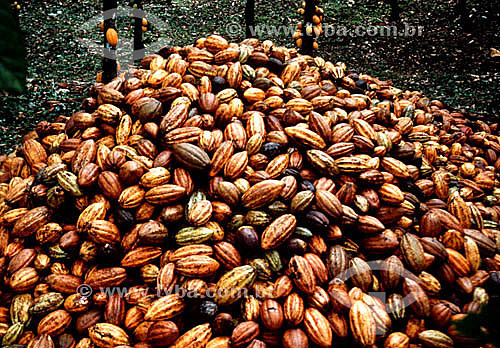  A pile of harvested cocoa fruits - Amazonia - Brazil 