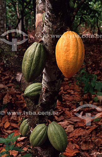  Green and ripening cocoa fruits hanging on tree - Amazonas state - Brazil 