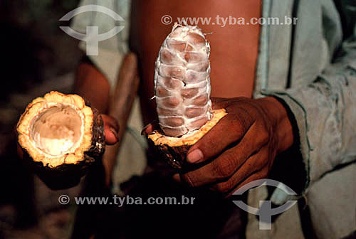  Detail of a man showing the interior of a cocoa fruit - Amazonas state - Brazil 