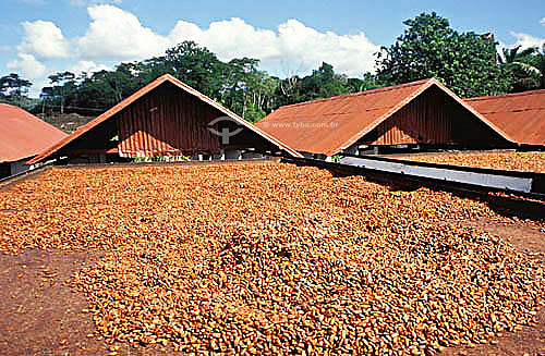  Cocoa farm in the South of Bahia state - Brazil 